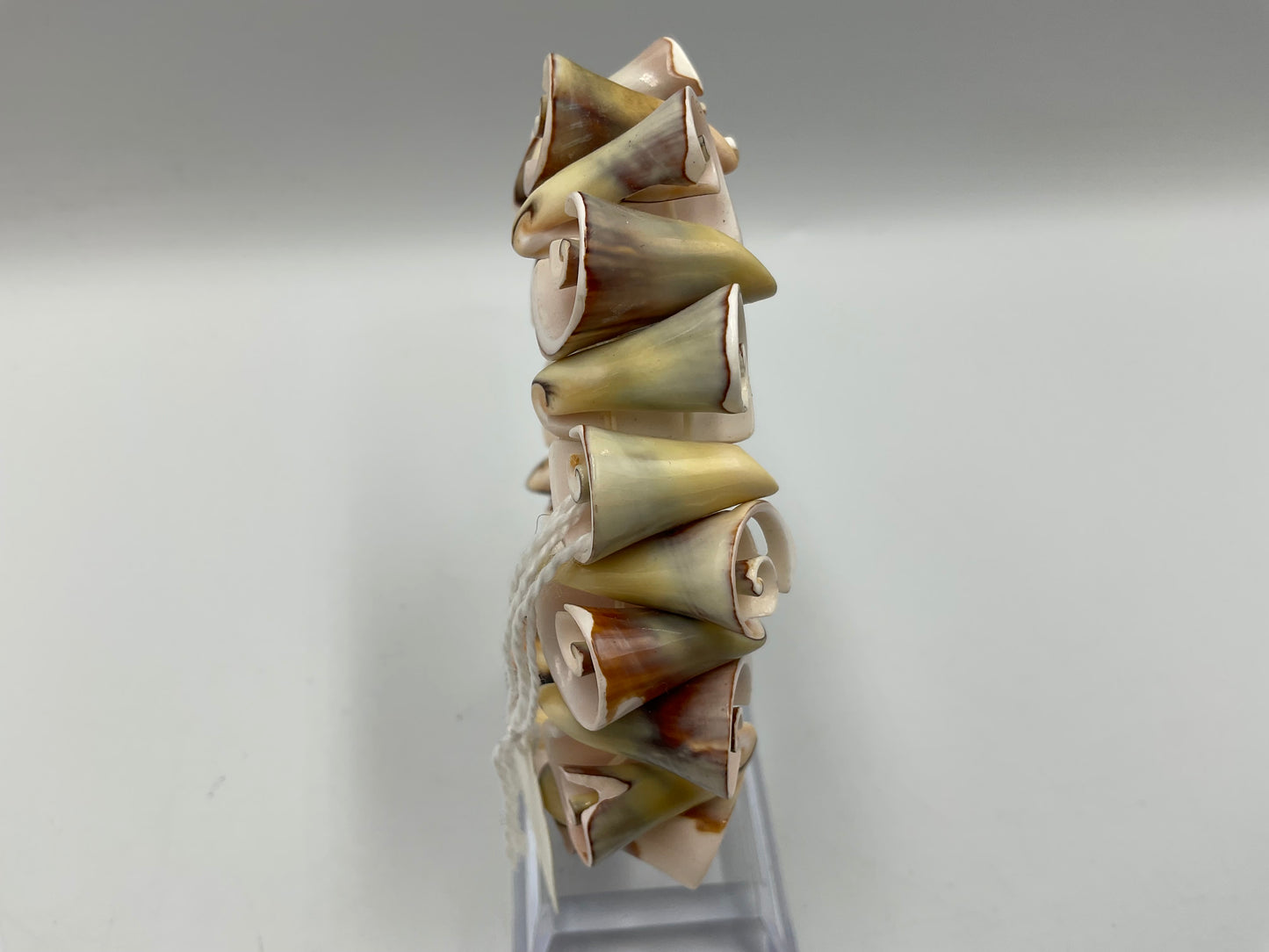 Natural Spiral Shell Bracelet