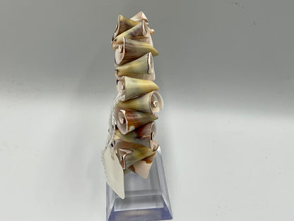 Natural Spiral Shell Bracelet