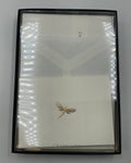 Crane & Co Dragonfly Hand Engraved Folded Notes Blue Lined Envelopes As-Is